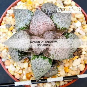 Haworthia picta ‘tricolor’ GM256, Rooiberg Pass