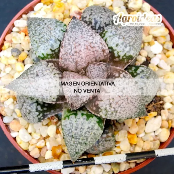 Haworthia picta ‘tricolor’ GM256, Rooiberg Pass
