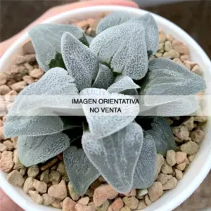 Haworthia pygmaea "Silver Railway"
