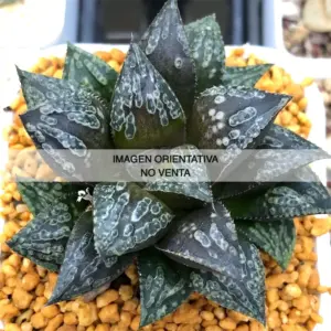 Haworthia "Shikinjou"