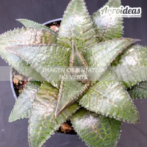 Haworthia tessellata X koelmaniorum