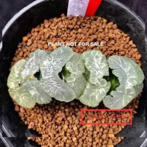 Haworthia truncata cv. ryumon