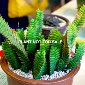 haworthia viscosa, Calitzdorp