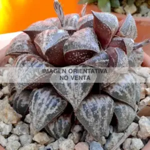 Haworthia "Yuki Keshiki" (Ex. Attila)