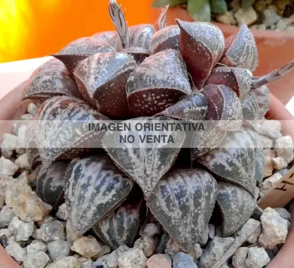 Haworthia "Yuki Keshiki" (Ex. Attila)