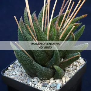 Haworthia scabra ‘tuberculata’, SE of Oudtshoorn