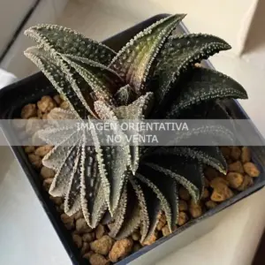 Haworthia "Onigawara" ex. Sandy Nicholls