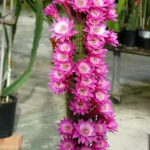 Hildewintera "Akersia"