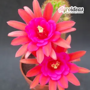 Hildewintera "Amethyst"