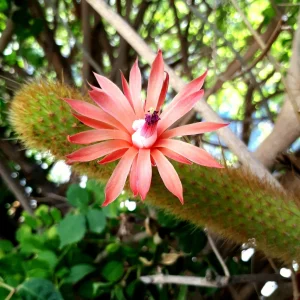 Hildewintera "Aureispina"