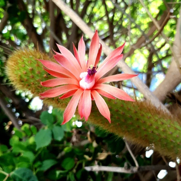 Hildewintera "Aureispina"