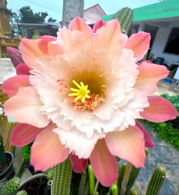 Hildewintera "Cappuccino"