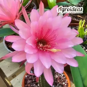 Hildewintera "Evita"