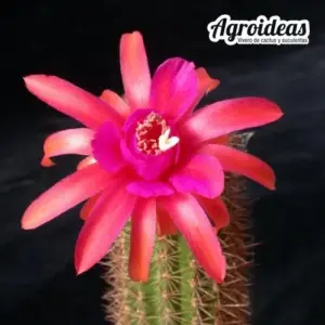 Hildewintera "Humkes Rubin"