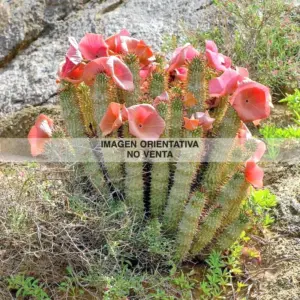 Hoodia gordonii "Gran ejemplar"