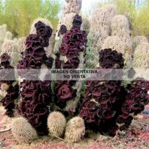 Trichocaulon piliferum ssp. annulata