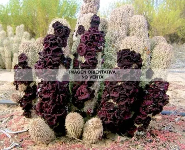 Trichocaulon piliferum ssp. annulata