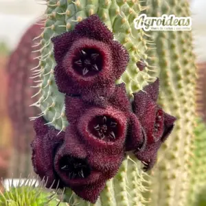 Hoodia pilifera ssp. annulata