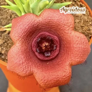 Hoodiapelia beukmanii x Orbea woodii
