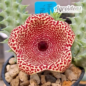 Huerhoodia "Tornado"