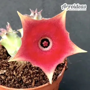 Huernia "Pink Eye" AKA: "Vampiro Rojo"