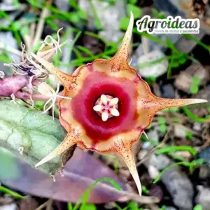 Huernia andreana