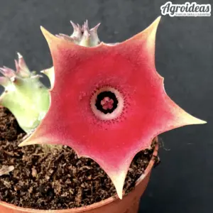Huernia pink eye "vampiro rojo"