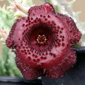 Huernia "Red Devil" AKA: "Donuts Rojo del Diablo"