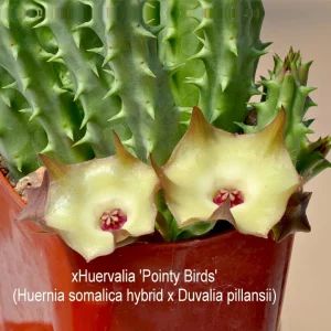 Huernia "Pointy Bird"