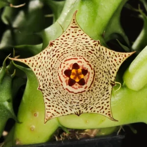 Huernia concinna