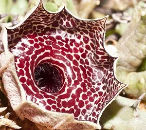 Huernia erectiloba