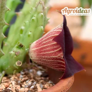 Huernia keniensis var. nairobiensis