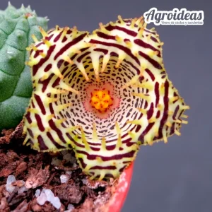 Huernia kennedyana