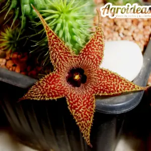 Huernia pillansii