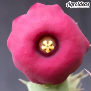 Huernia "Rubra"