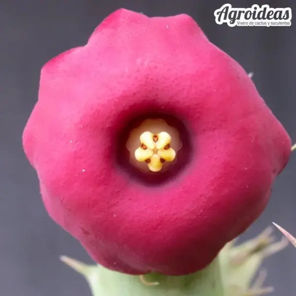 Huernia "Rubra"