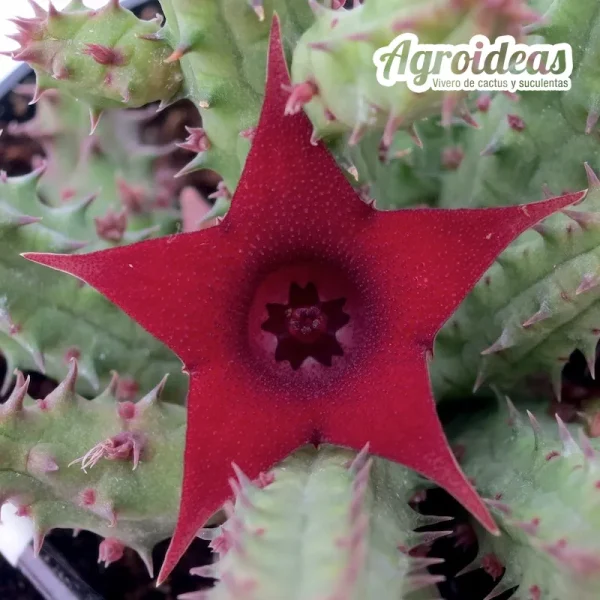 Huernia schneideriana