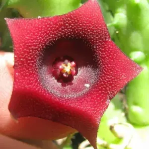 Huernia schneideriana