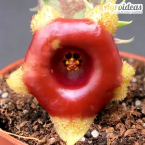 Huernia somalica