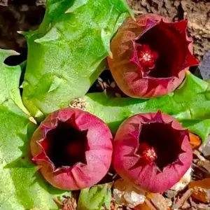 Huernia urceolata