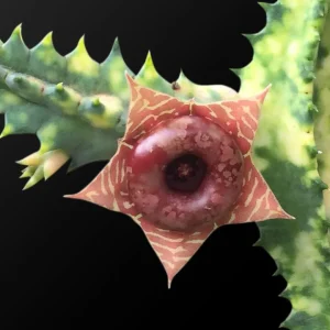 Huernia zebrina "variegata"