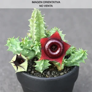 Huernia "Korat crimson"