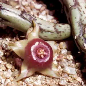Huernia tanganyikensis "auténtica"