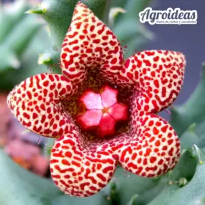 Huerniopsis decipiens