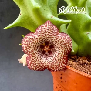 Huerorbea "Blood Burst"