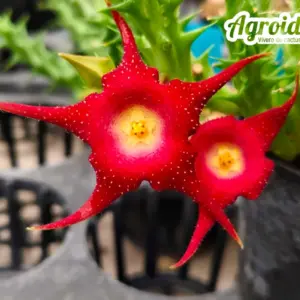 Huerorbea "GHI"