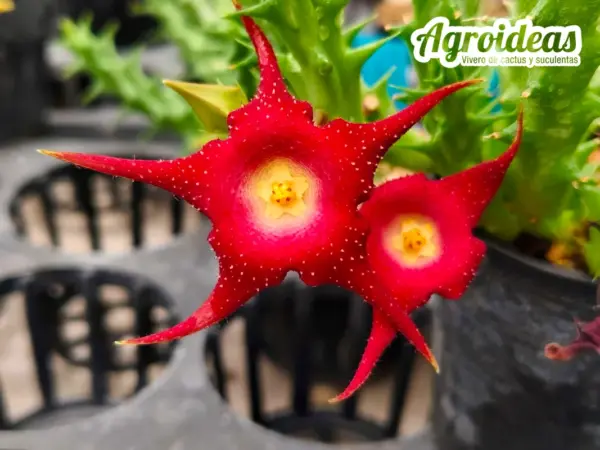 Huerorbea "GHI"