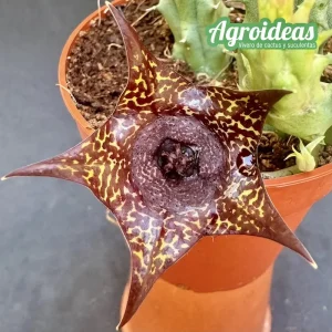 Huervalia "Favorite Dish"