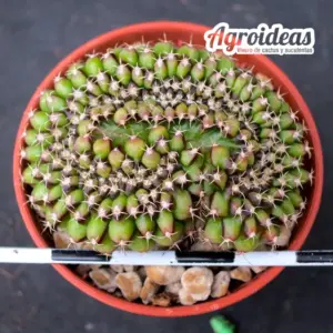 Gymnocalycium anisitsii "cristata"