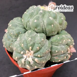 Astrophytum superkabuto cv. Tortoise "policéfalo" Gran Ejemplar